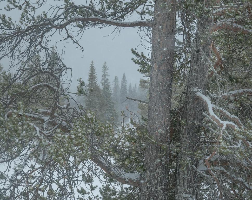 Saga Trollheimen Hotel Rindal Eksteriør bilde